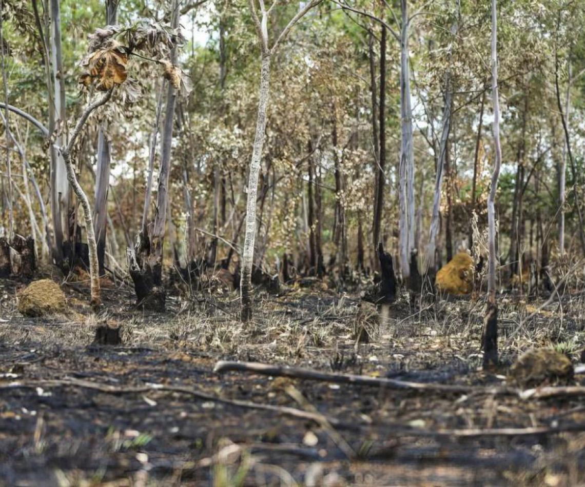 Ano de 2025 é quinto com maior área atingida por queimadas até agosto