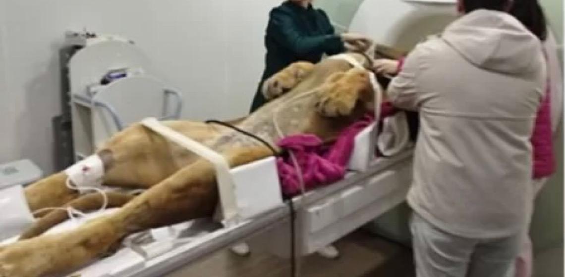 Leão de 160 kg faz ressonância magnética e exige equipe de 12 profissionais