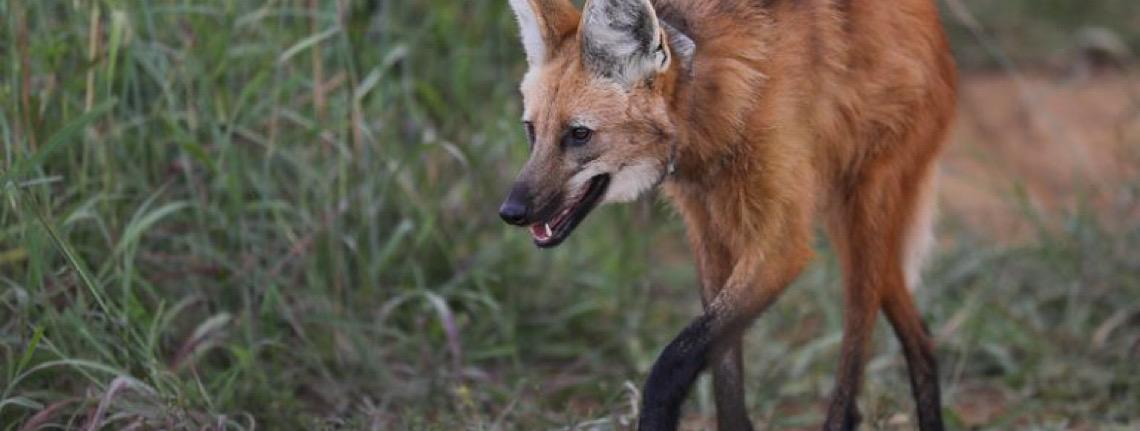 Biólogo do Governo do DF dá dicas do que fazer ao encontrar um animal silvestre em ambiente urbano