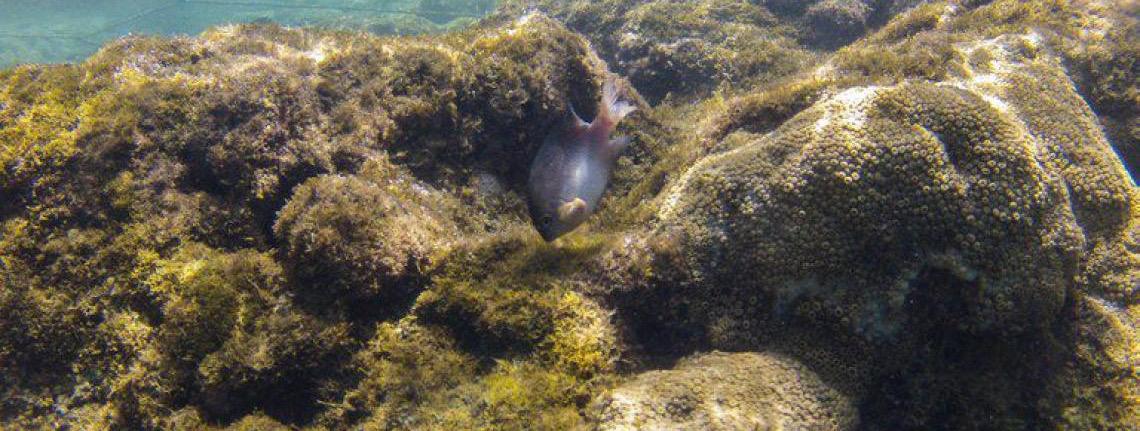 Mudanças climáticas ameaçam os recifes de coral do Brasil