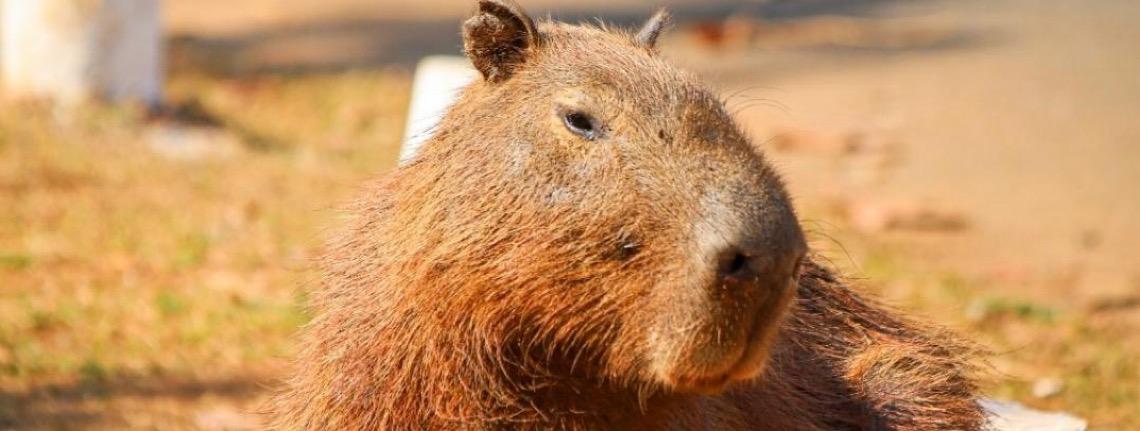 Pesquisadores acompanham a população de capivaras em vários pontos do DF
