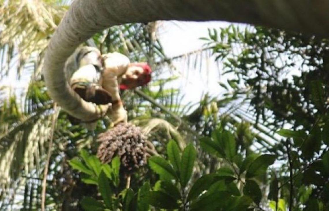 Biólogo do Governo do DF dá dicas do que fazer ao encontrar um animal silvestre em ambiente urbano