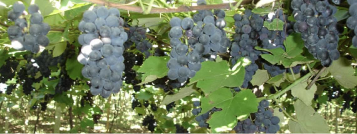 Sabores do Enoturismo transforma Brasília na capital do vinho e da gastronomia portuguesa