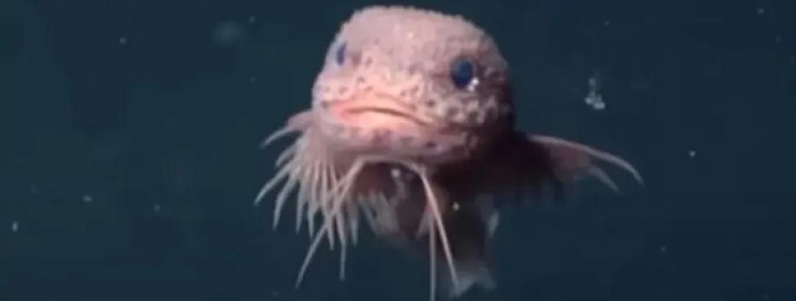 Cientistas encontram peixes 'fofinhos' incomuns em precipício no oceano