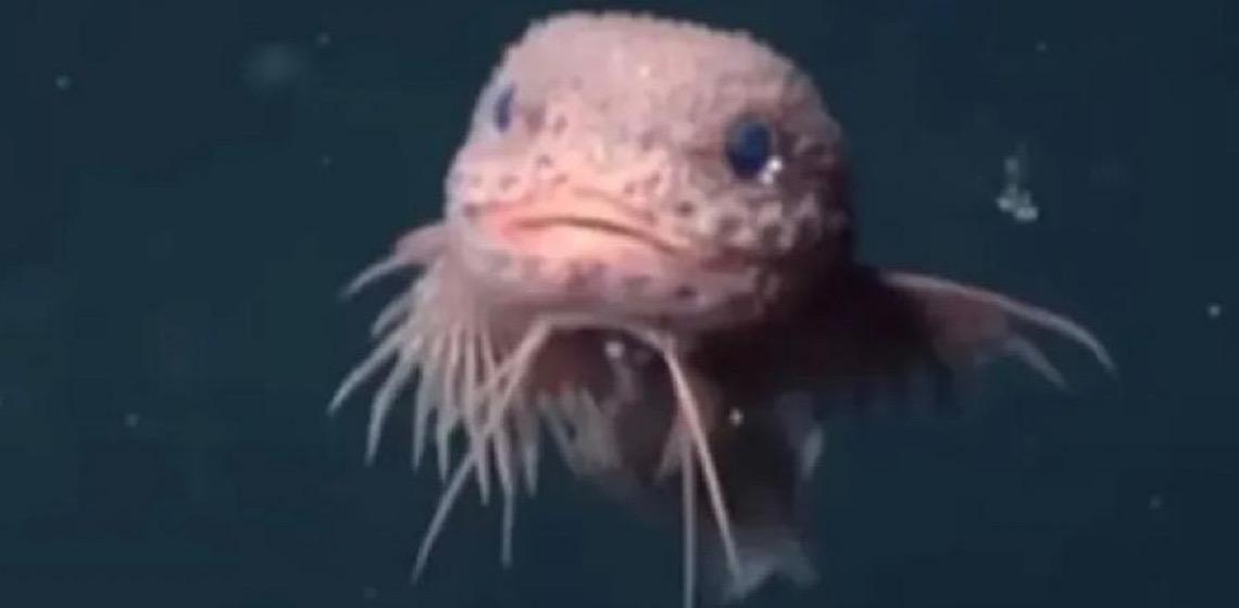 Cientistas encontram peixes 'fofinhos' incomuns em precipício no oceano