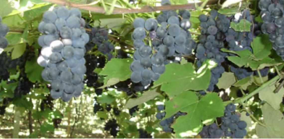Sabores do Enoturismo transforma Brasília na capital do vinho e da gastronomia portuguesa