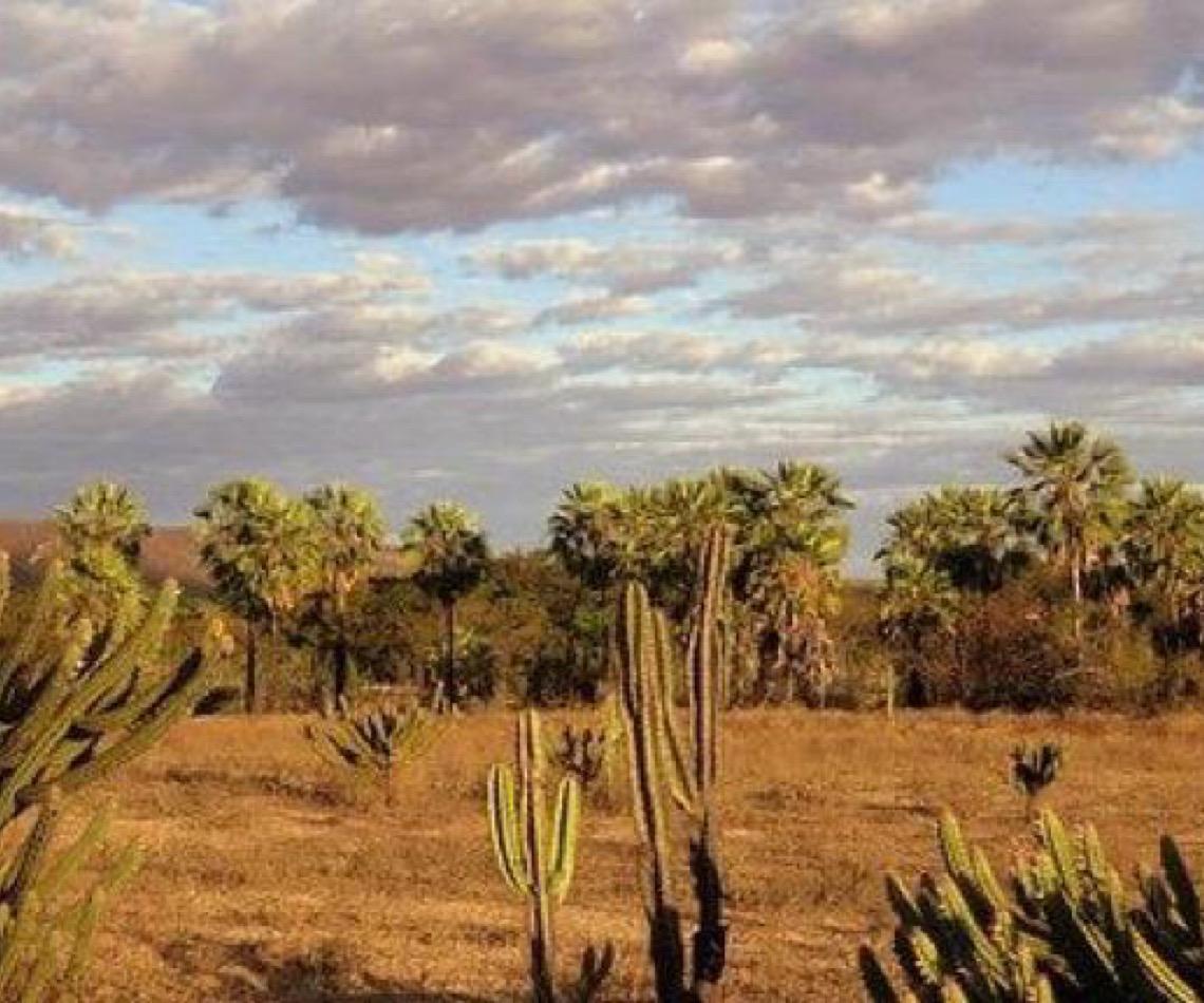 Caatinga é um dos biomas mais eficientes na captura de carbono, mas sofre com avanço da energia renovável