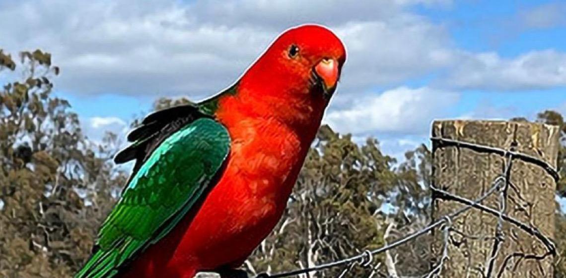 Normas para comercialização de fauna exótica no Distrito Federal são definidas