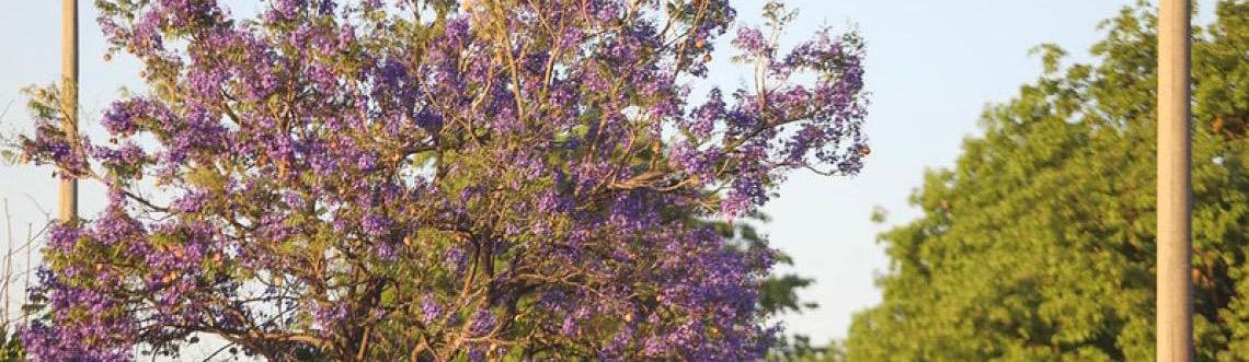 Ipês-roxos ou jacarandás-mimosos? Árvores que fascinam e confundem brasilienses