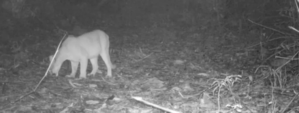 Onças-pardas 'conversam' em registro inédito em reserva biológica do RJ