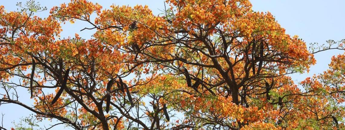 Cor em meio à seca: Flamboyants florescem no Distrito Federal