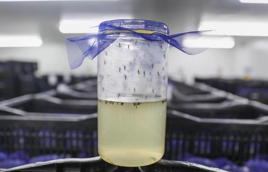 No Distrito Federal, Núcleo de Controle Químico e Biológico é estratégico no combate à dengue