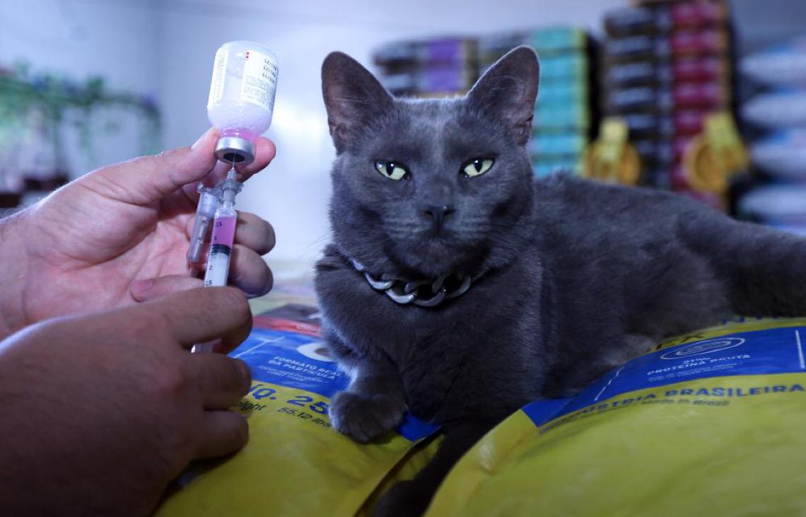 Campanha contra a raiva espera imunizar 160 mil cães e gatos em outubro no DF