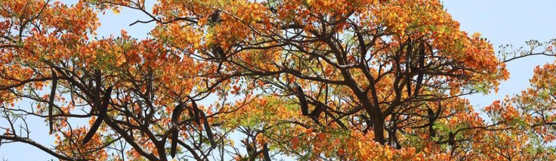 Cor em meio à seca: Flamboyants florescem no Distrito Federal