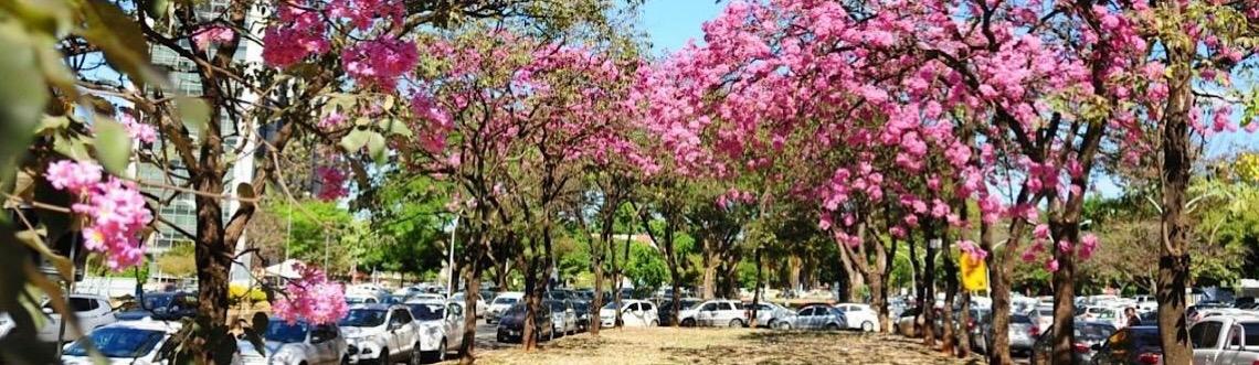 Um toque de rosa na capital: Nova florada de ipês começa em Brasília