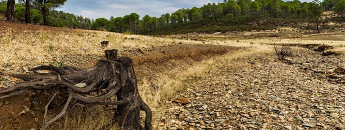 Restauro florestal pode render US$ 100 bi por ano a países tropicais