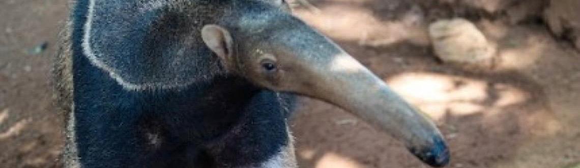 Tamanduá-bandeira resgatado em estado crítico faz fisioterapia no Zoológico de Brasília
