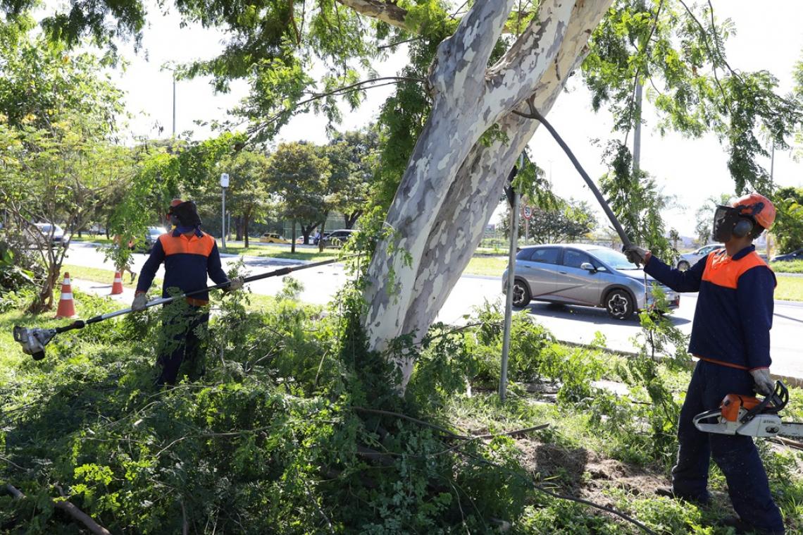 GDF intensifica podas e registra aumento de 43% nas ações em comparação com 2024