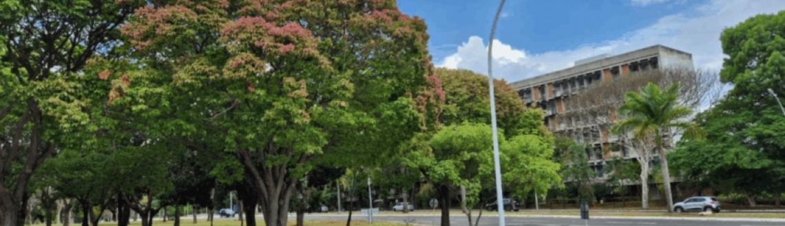 Árvores sapucaias colorem o Distrito Federal nesta época do ano e chamam a atenção