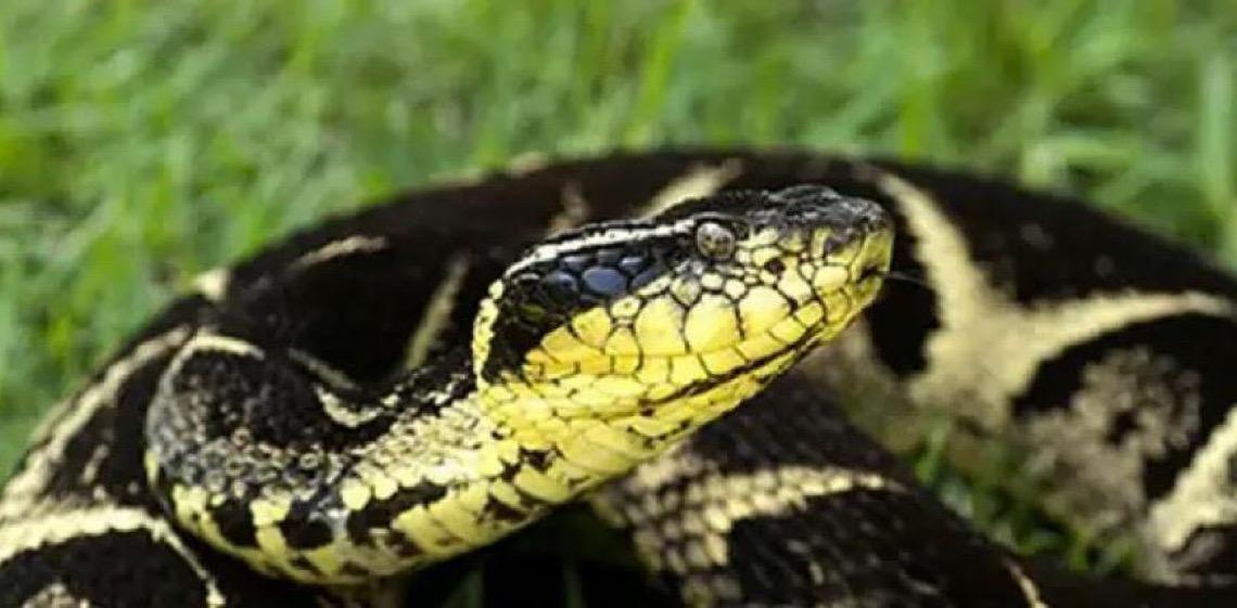 Estudo prevê substituição de roedor em testes antiveneno de serpentes