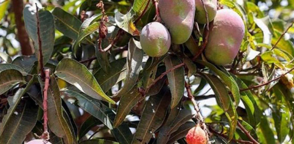 Tempo de manga no DF: População deve ter cuidados na coleta dos frutos em áreas públicas