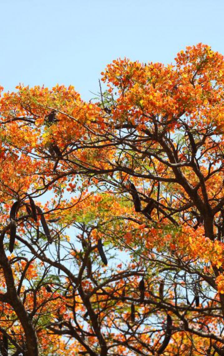 Cor em meio à seca: Flamboyants florescem no Distrito Federal