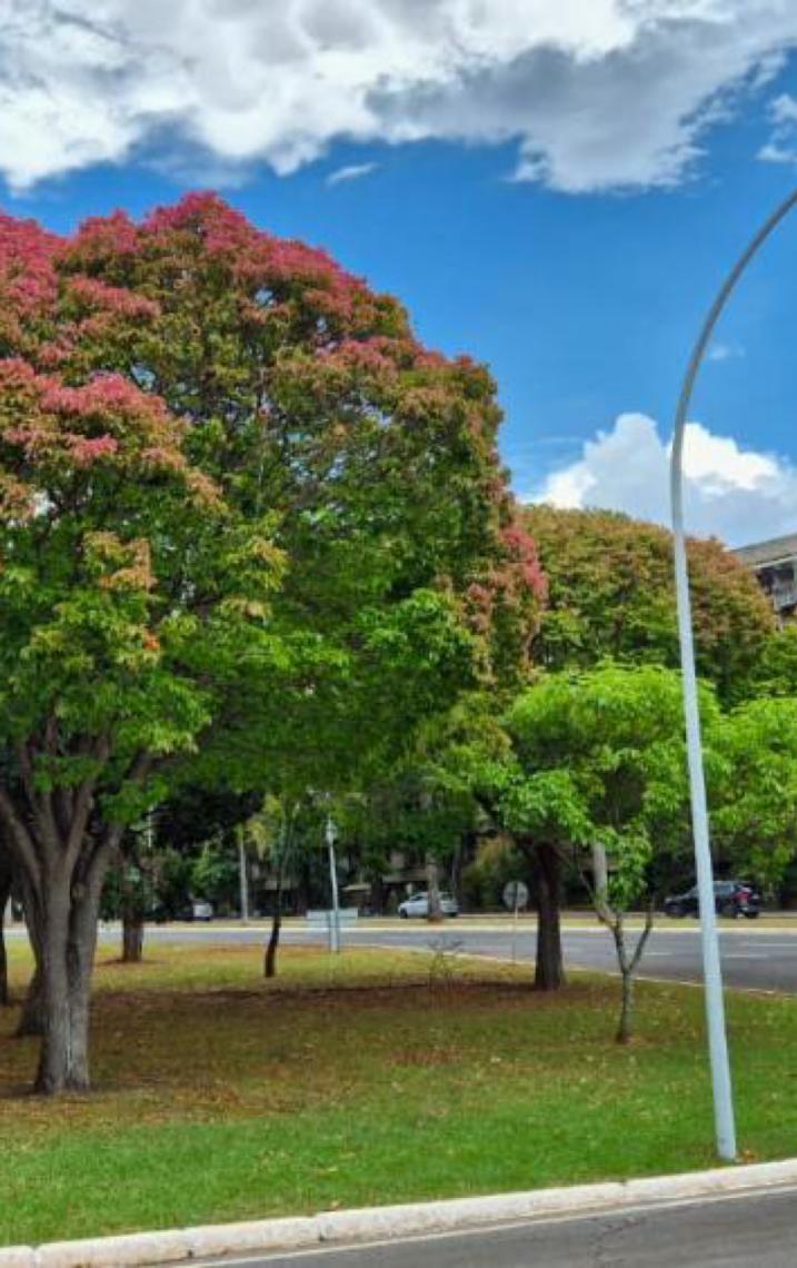 Árvores sapucaias colorem o Distrito Federal nesta época do ano e chamam a atenção