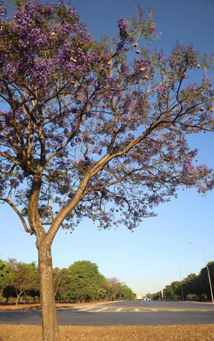Ipês-roxos ou jacarandás-mimosos? Árvores que fascinam e confundem brasilienses