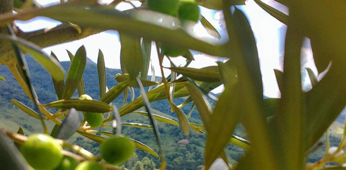 Veja as nove marcas do Brasil que aparecem em guia de melhores azeites do mundo