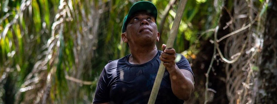 Agricultores do Pará apostam em agrofloresta e exportam açaí e dendê para o mundo