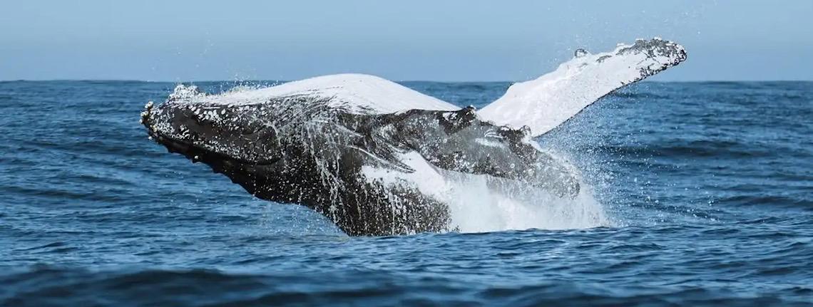 Festival une ciência, tecnologia e meio ambiente no audiovisual 