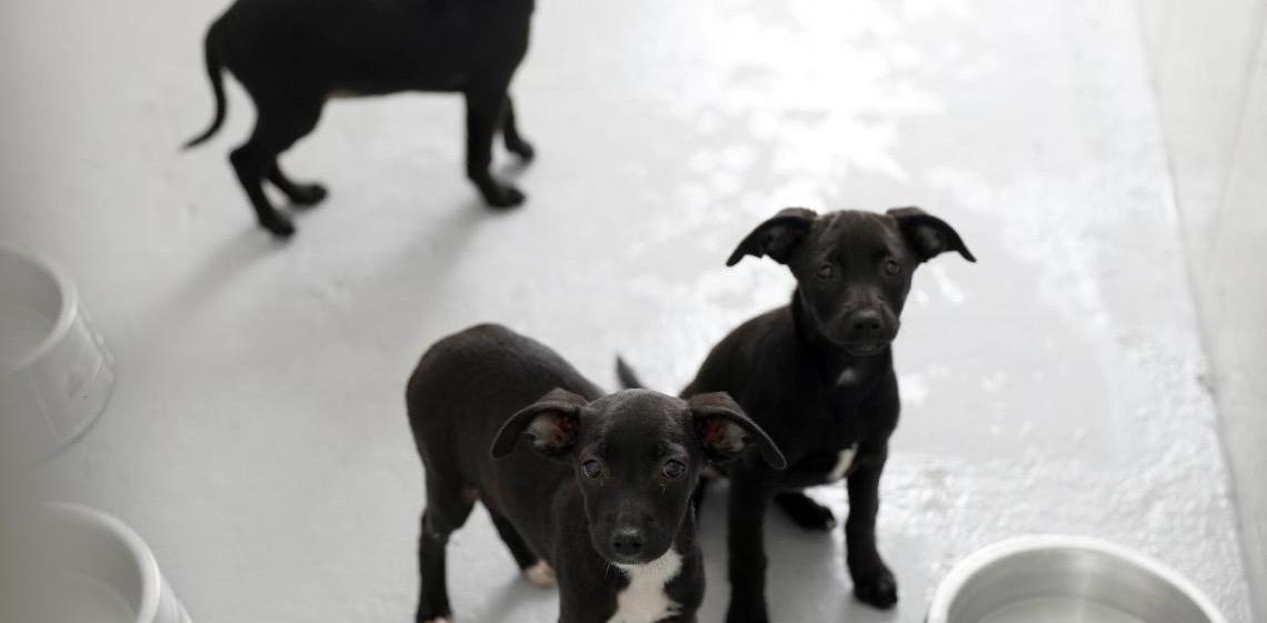 Prazo para preenchimento do Formulário de Protetores de Animais se encerra nesta sexta, 31