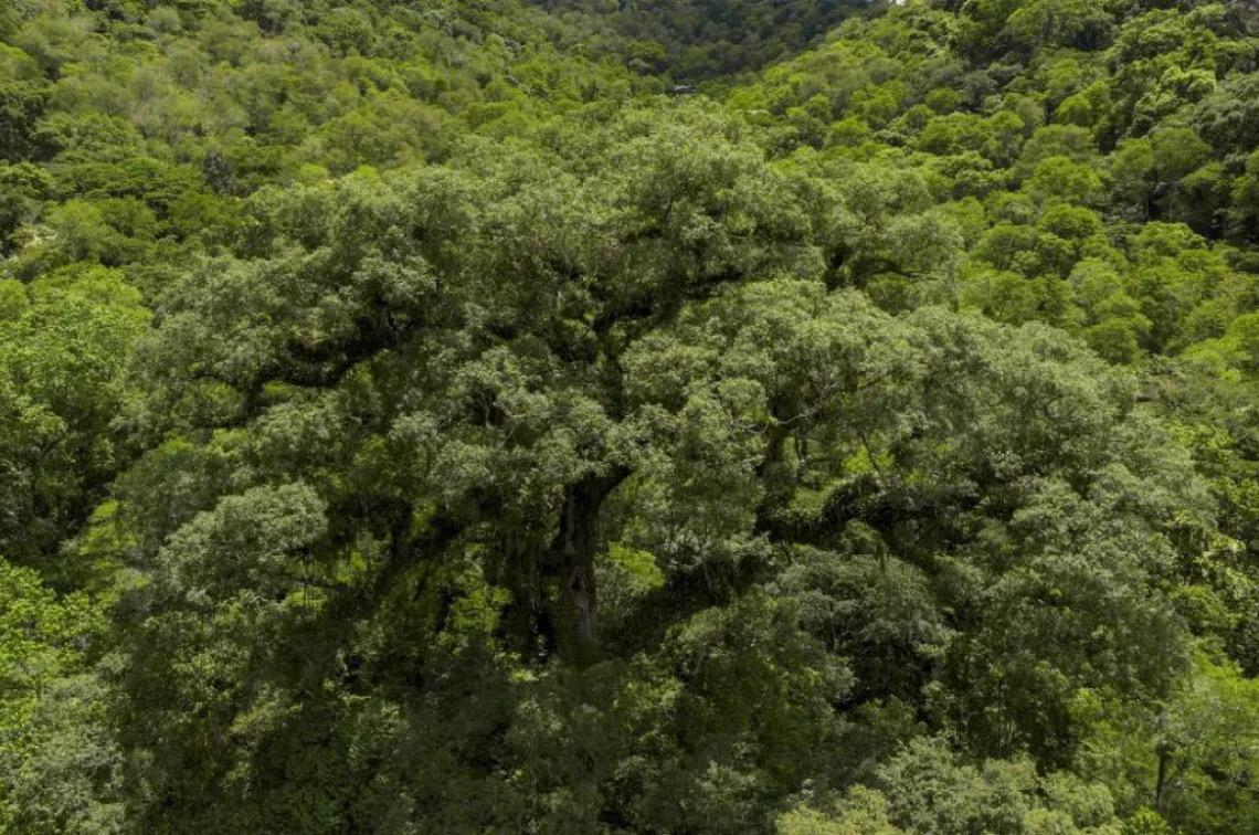 Mata Atlântica perde 2,4 milhões de hectares de florestas em 40 anos