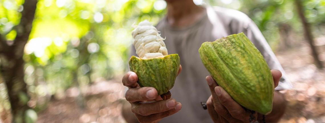 Novos rumos na agropecuária do Pará, sede da COP30