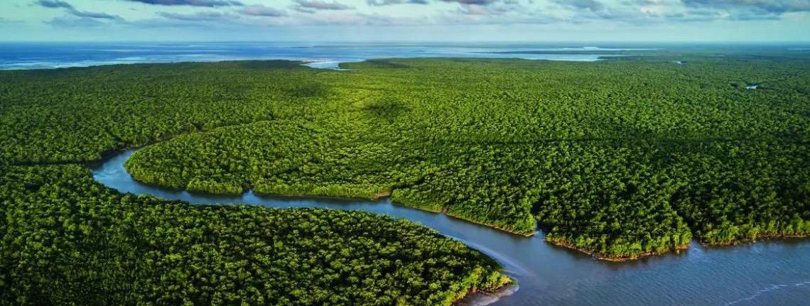 Exposição no CCBB RJ destaca importância e riqueza dos manguezais