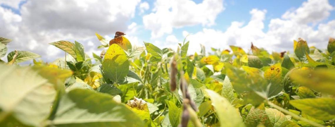 Boletim do Comércio Exterior do DF aponta crescimento no terceiro trimestre