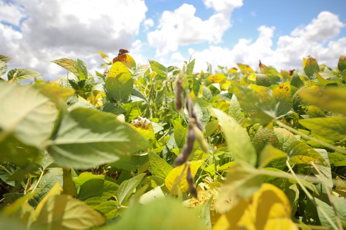 Boletim do Comércio Exterior do DF aponta crescimento no terceiro trimestre