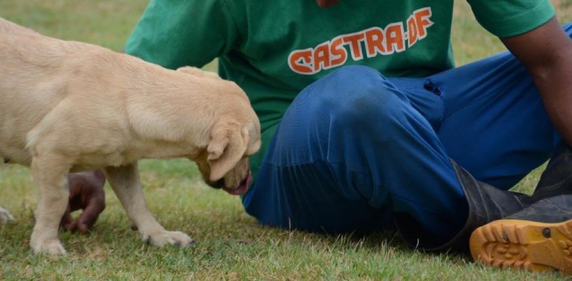 Segunda edição de evento de adoção busca novos lares para cães do Castra-DF