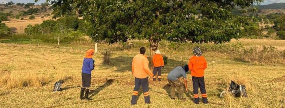 Coleta de sementes auxilia na preservação do Cerrado