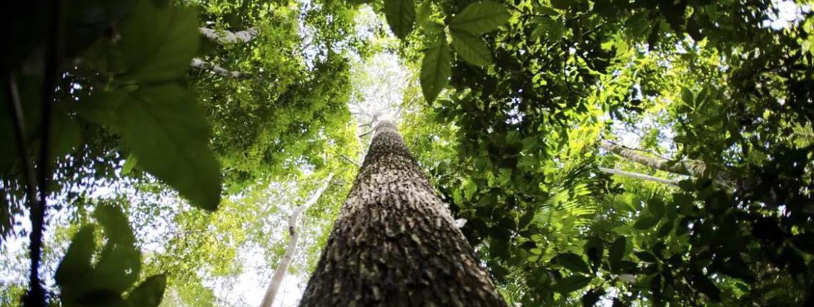 Entenda como funciona o Fundo Florestas Tropicais para Sempre