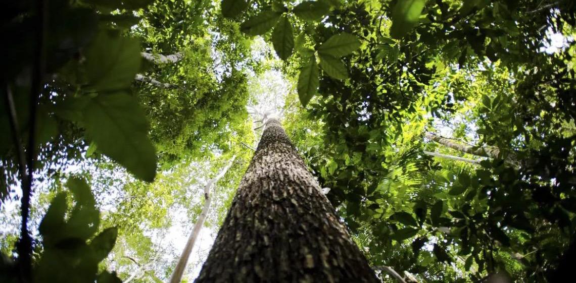 Confira destaques do primeiro dia da Cúpula do Clima, em Belém