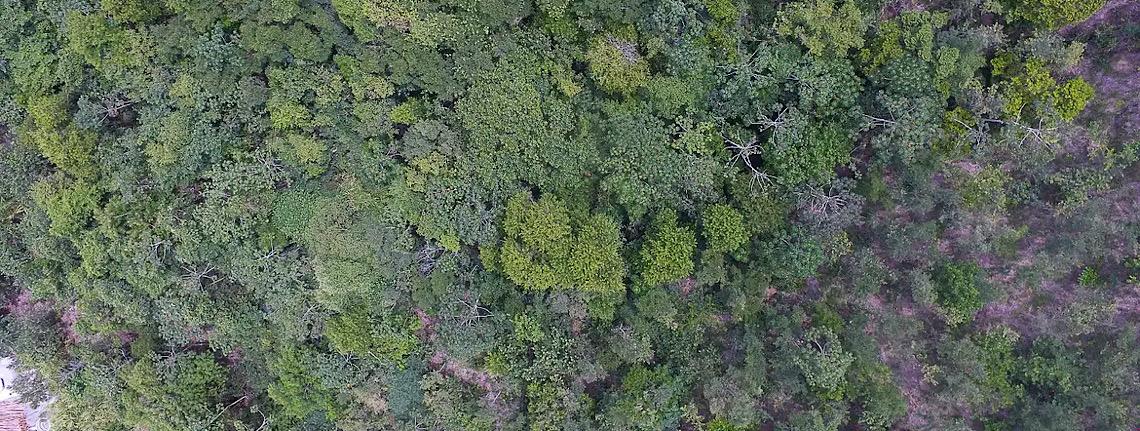 Exposição digital mostra vida nos seis biomas brasileiros 