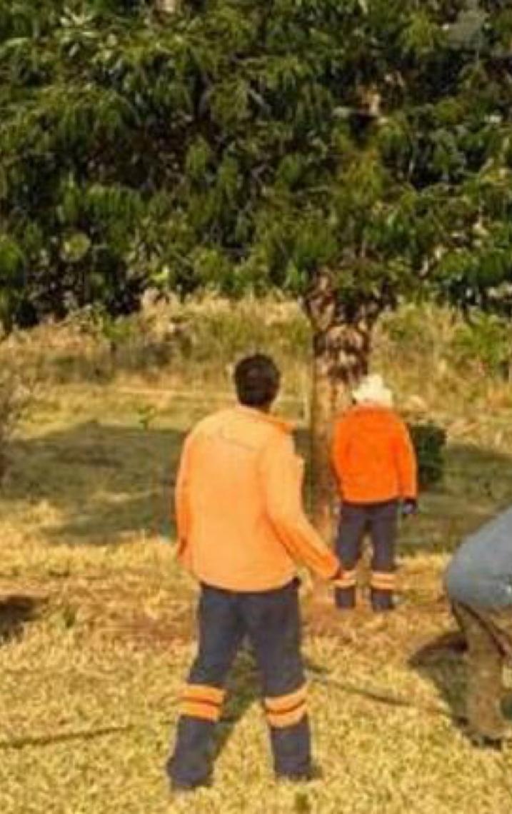 Coleta de sementes auxilia na preservação do Cerrado