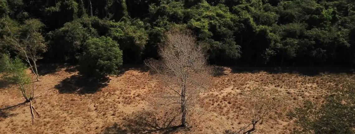 Crédito rural subsidiado premia quem desmata no Brasil, diz estudo