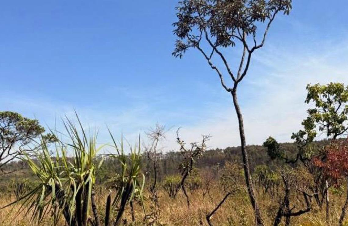 Governo do DF apresenta ações de proteção do Cerrado na COP 30, em Belém