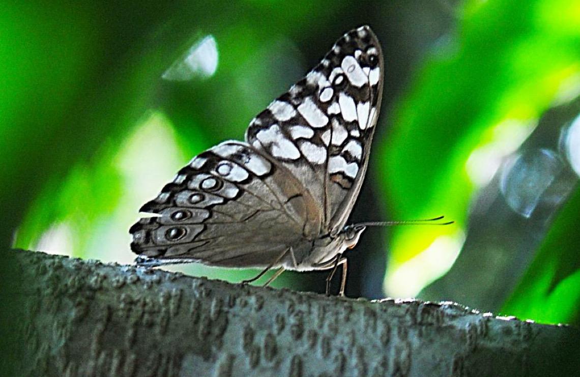 Borboletário do Zoológico de Brasília celebra 20 anos com programação especial