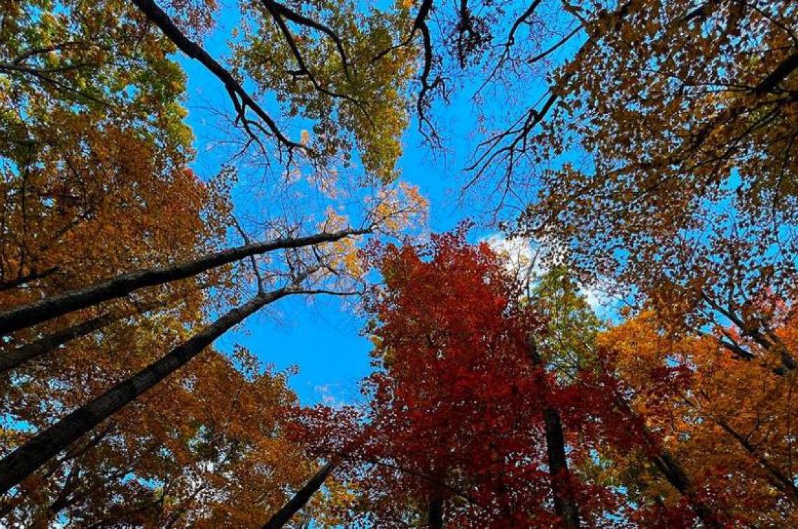 Florestas podem ser chave para combater desemprego e promover riqueza