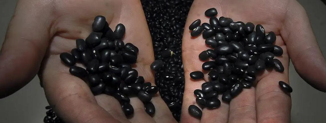 Brasil abre mercado de feijão preto do Líbano