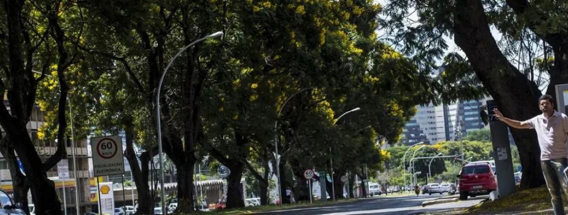 Brasil lança plano nacional para aumentar arborização urbana, durante a COP30