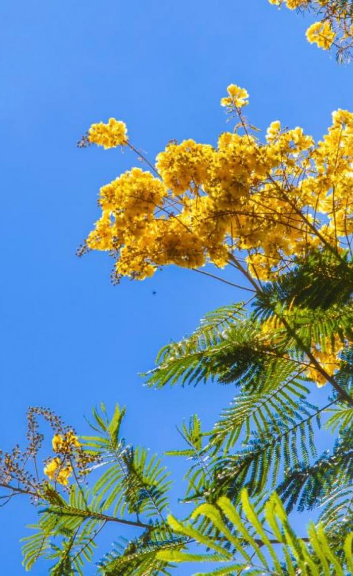 Floração dos cambuís pinta o Distrito Federal de dourado